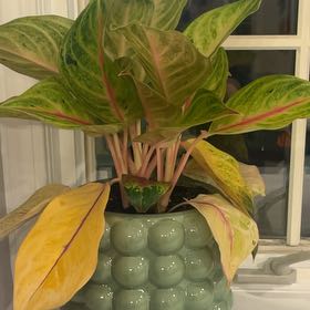Photo of the plant species Anglaonema Red Stardust by @EnrichingBibi69 named Delilah on Greg, the plant care app