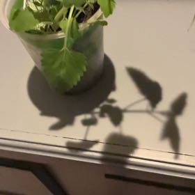Photo of the plant species Dwarf catnip by @SkilledSoybean named No way on Greg, the plant care app
