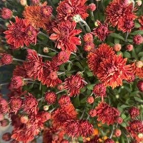 Photo of the plant species Belgian Mum by @PeacefulOxlip13 named Stella on Greg, the plant care app