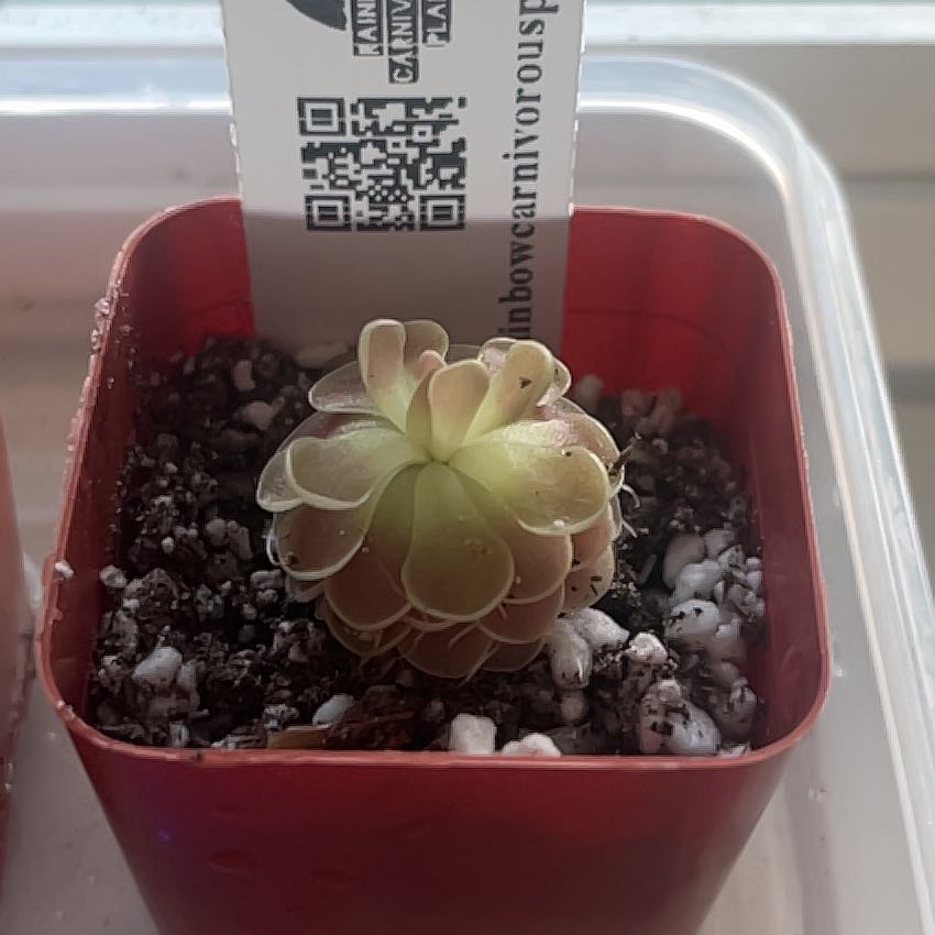 Photo of the plant species pingucula by @JardineroTim named Amado on Greg, the plant care app