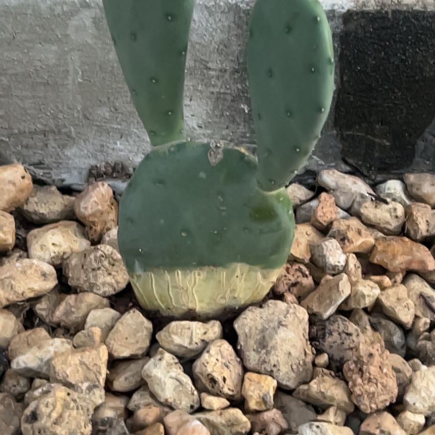 Photo of the plant species Opuntia cacanapa 'Ellisiana' by @JardineroTim named Mick on Greg, the plant care app