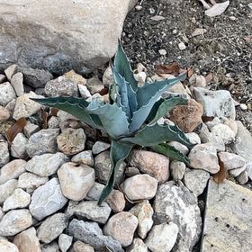 Photo of the plant species Whale's Tongue Agave by @JardineroTim named Bigleef Smalls on Greg, the plant care app