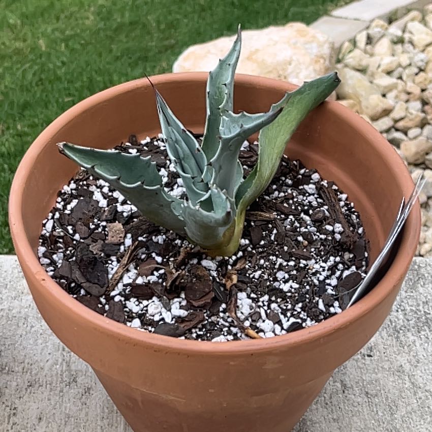 Photo of the plant species Whale's Tongue Agave by @JardineroTim named Navajo on Greg, the plant care app