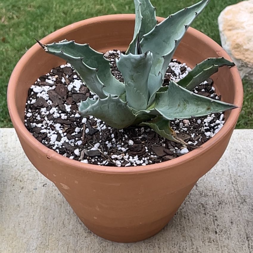 Photo of the plant species Whale's Tongue Agave by @JardineroTim named Bieber on Greg, the plant care app