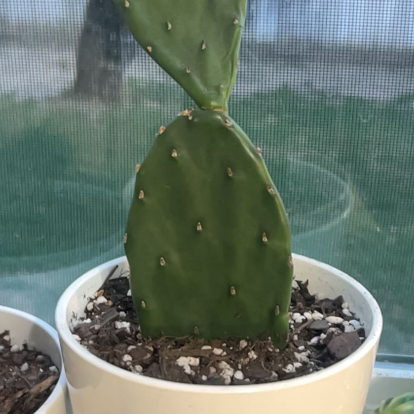 Photo of the plant species Eastern Prickly-Pear Cactus by @JardineroTim named Cornwellius on Greg, the plant care app