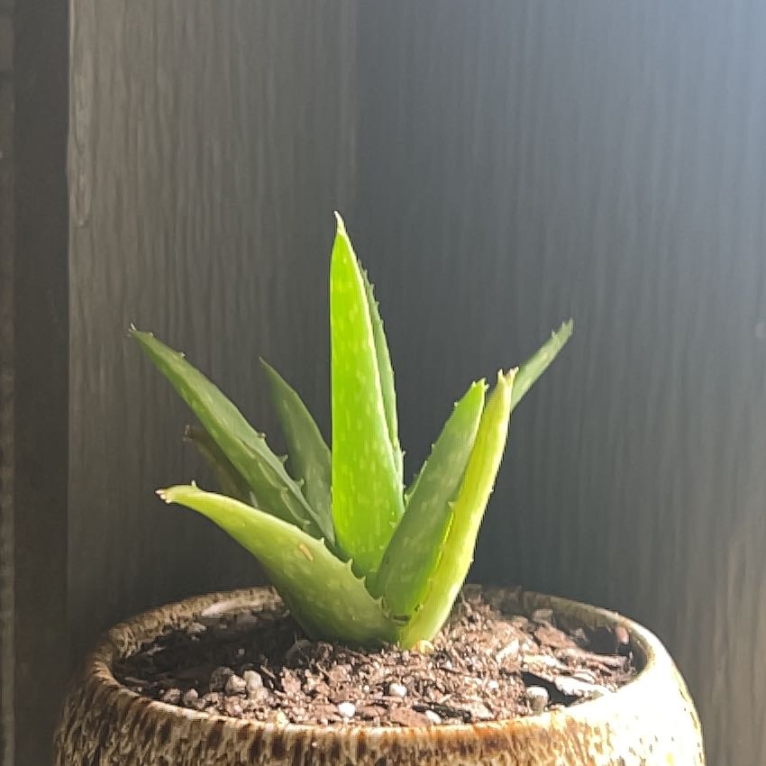 Photo of the plant species Aloe Night Sky by @JardineroTim named Nino on Greg, the plant care app