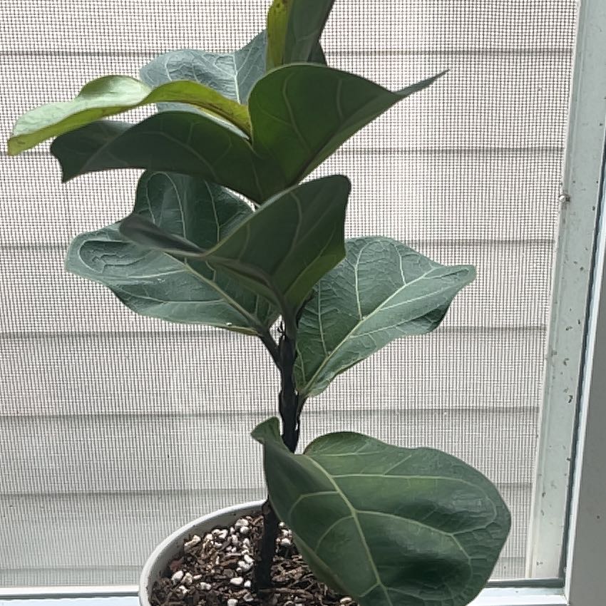 Photo of the plant species Little Fiddle by @JardineroTim named Gambino on Greg, the plant care app