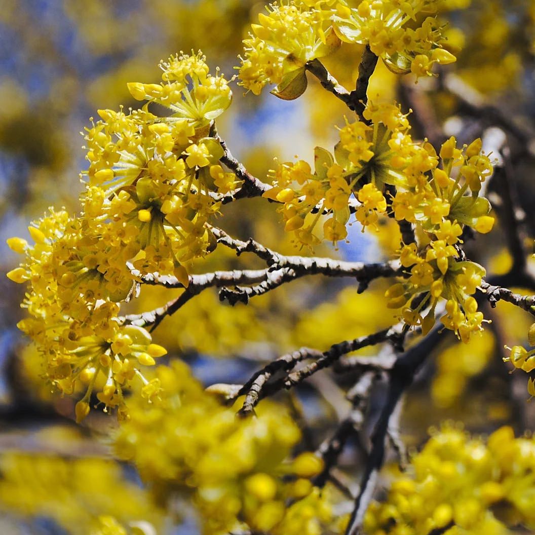 Photo of the plant species Cornelian Cherry by @SunnyPersia27 named Marley on Greg, the plant care app