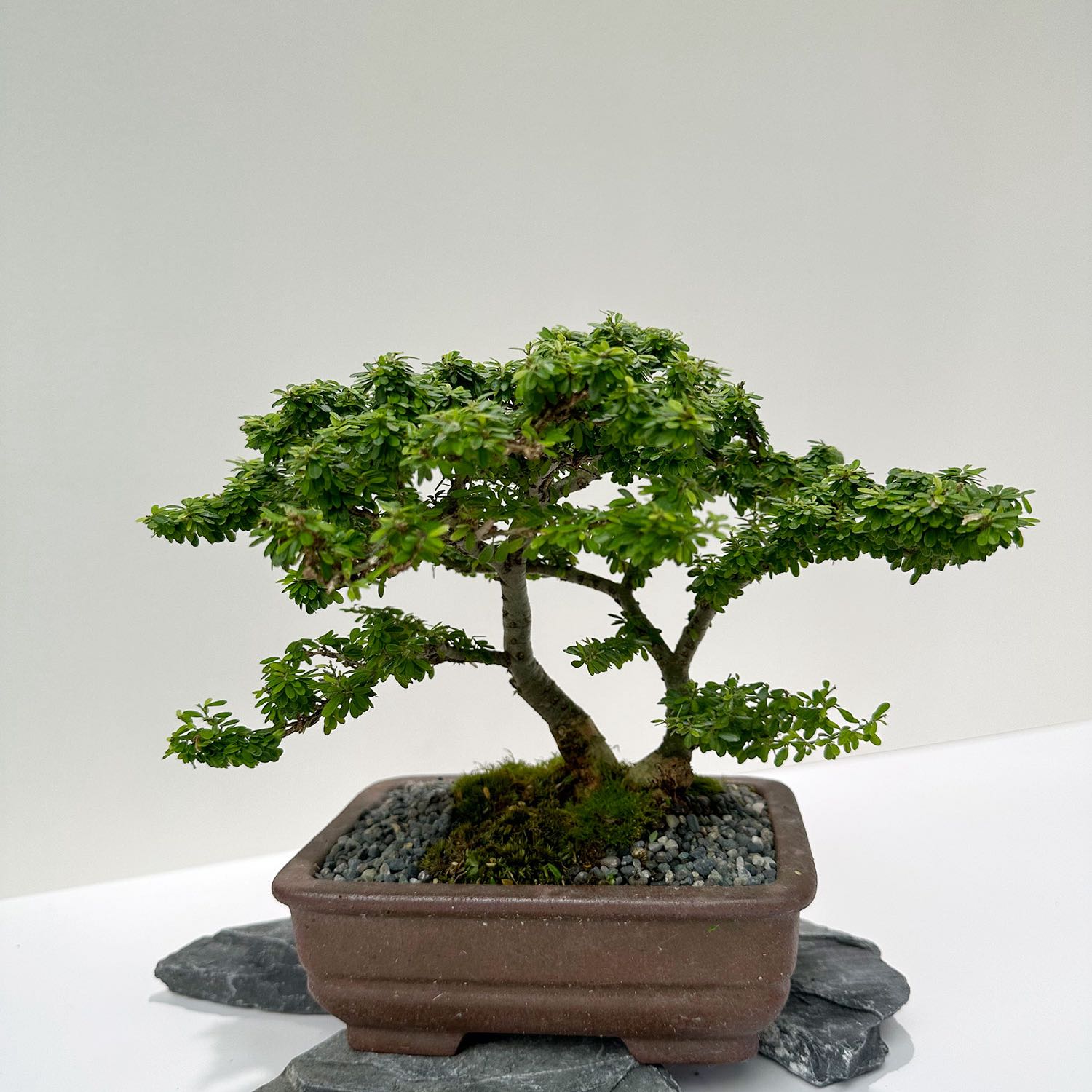Photo of the plant species Vietnamese Bluebell Tree by @GaietyFittonia named drag on Greg, the plant care app