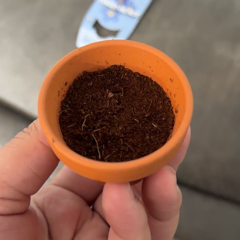 Photo of the plant species Forget-Me-Not by @PetiteNutgrass named Coco on Greg, the plant care app