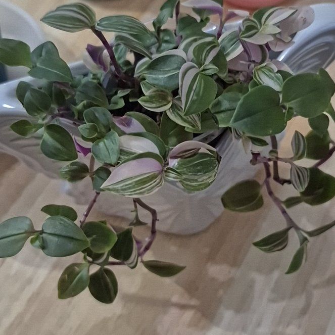Photo of the plant species Tricolor Tradescantia by @StarryArrowroot named Lebron on Greg, the plant care app