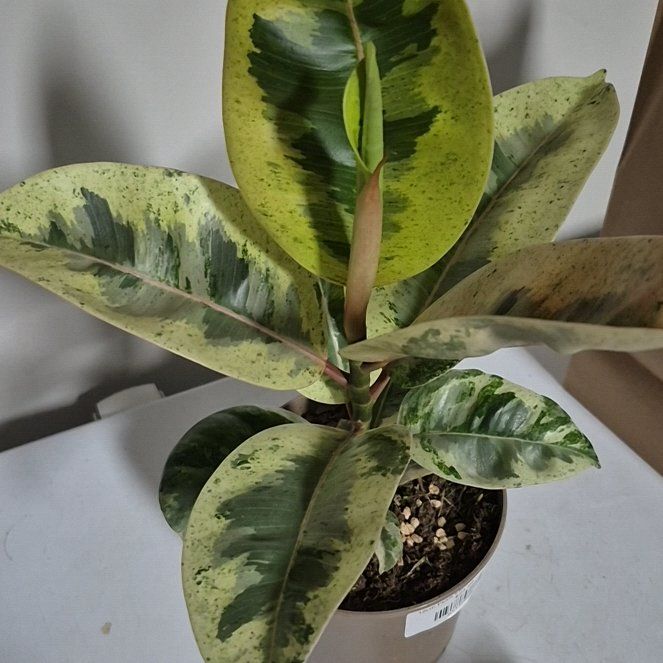Photo of the plant species shivereana moonshine by @StarryArrowroot named Gaga on Greg, the plant care app