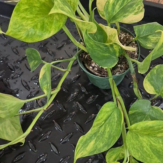 Photo of the plant species Alta Voltagem Pothos by @StarryArrowroot named Bodhi on Greg, the plant care app