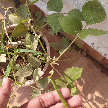 Photo of the plant species American Hogpeanut by @CrucialBlueech named Muhammad Ali on Greg, the plant care app