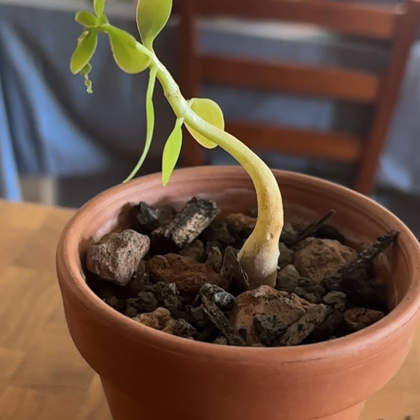 Photo of the plant species ant plant by @AmazingTyrimnus named Ulysses S Plant on Greg, the plant care app