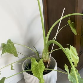 Photo of the plant species Cunjevoi by @StinglikeaBee named Ellie on Greg, the plant care app