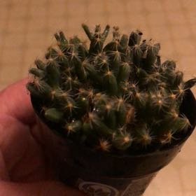 Photo of the plant species Mimicry Plant by @MaturingMystax named Sigmund on Greg, the plant care app