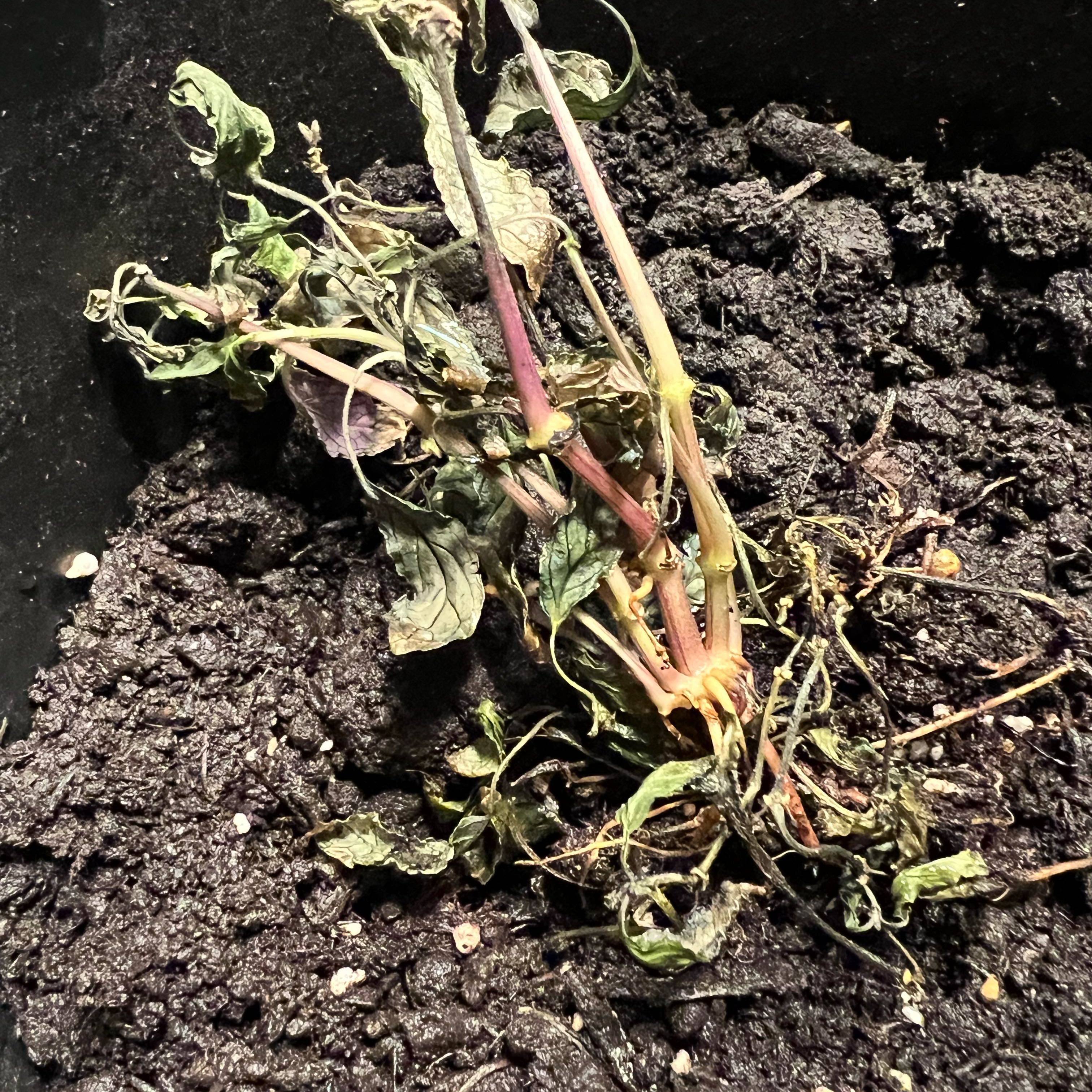 Photo of the plant species Careless Weed by @ZingSilversword named Terra on Greg, the plant care app