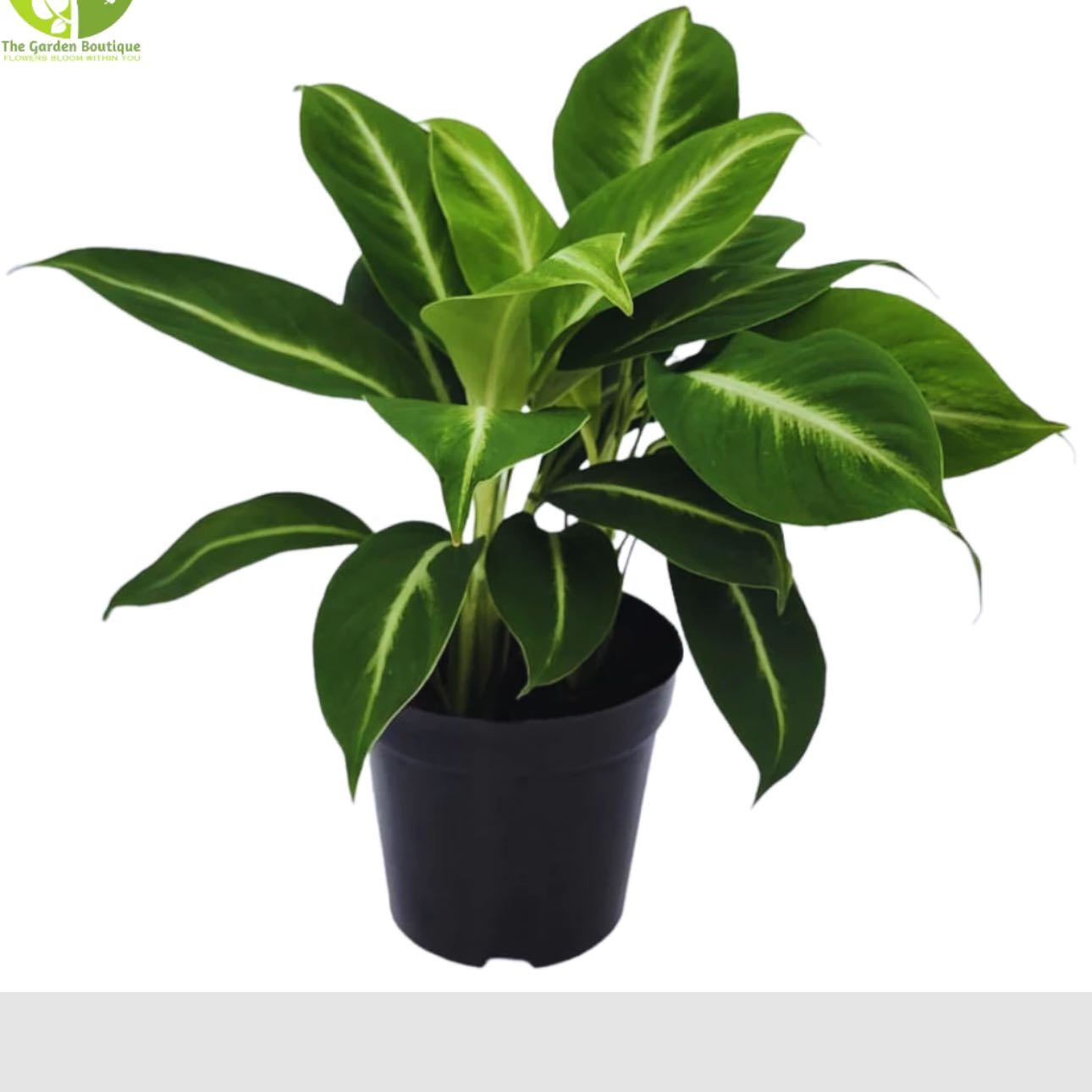Photo of the plant species Snowflower by @FabSlipperplant named Spike Leaves on Greg, the plant care app