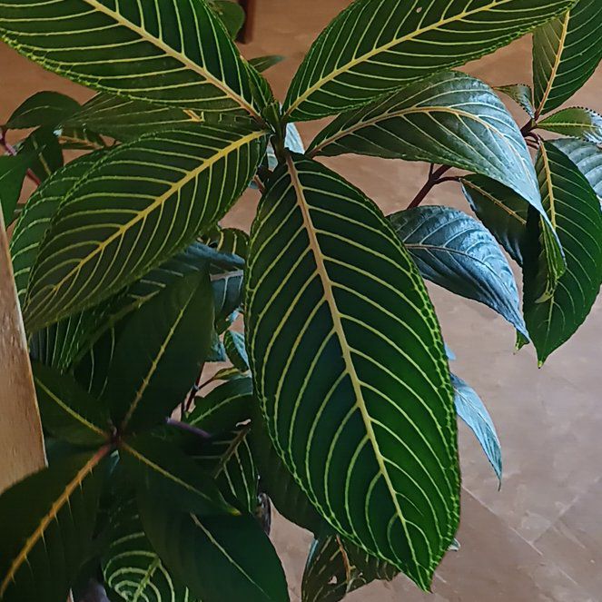 Photo of the plant species Sanchezia by @YiftAmericanelm named Luna on Greg, the plant care app