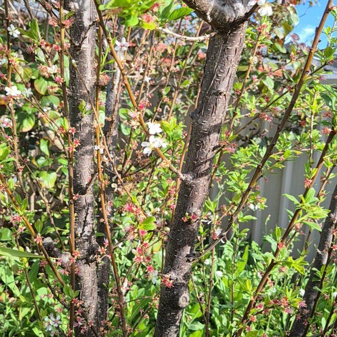 Photo of the plant species Nanking Cherry by @RichWegaparsley named Harper on Greg, the plant care app