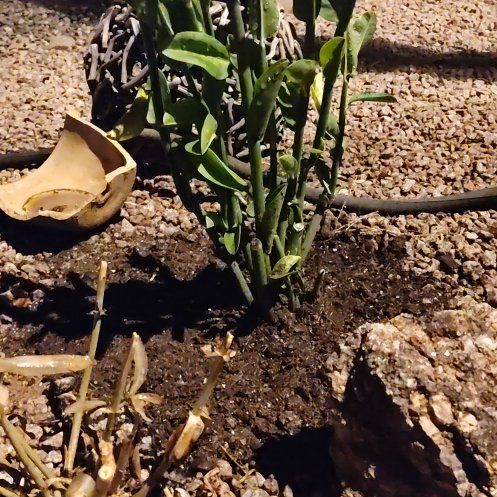 Photo of the plant species Assorted Pedilanthus by @ImpishChisme57 named Sol on Greg, the plant care app