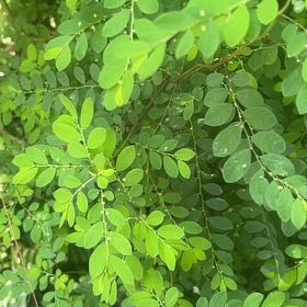 Photo of the plant species Mascarene Island Leaf Flower by @mikemartin604 named Kardashian on Greg, the plant care app