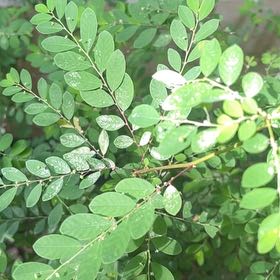 Photo of the plant species Mascarene Island Leaf Flower by @mikemartin604 named Ronaldo on Greg, the plant care app