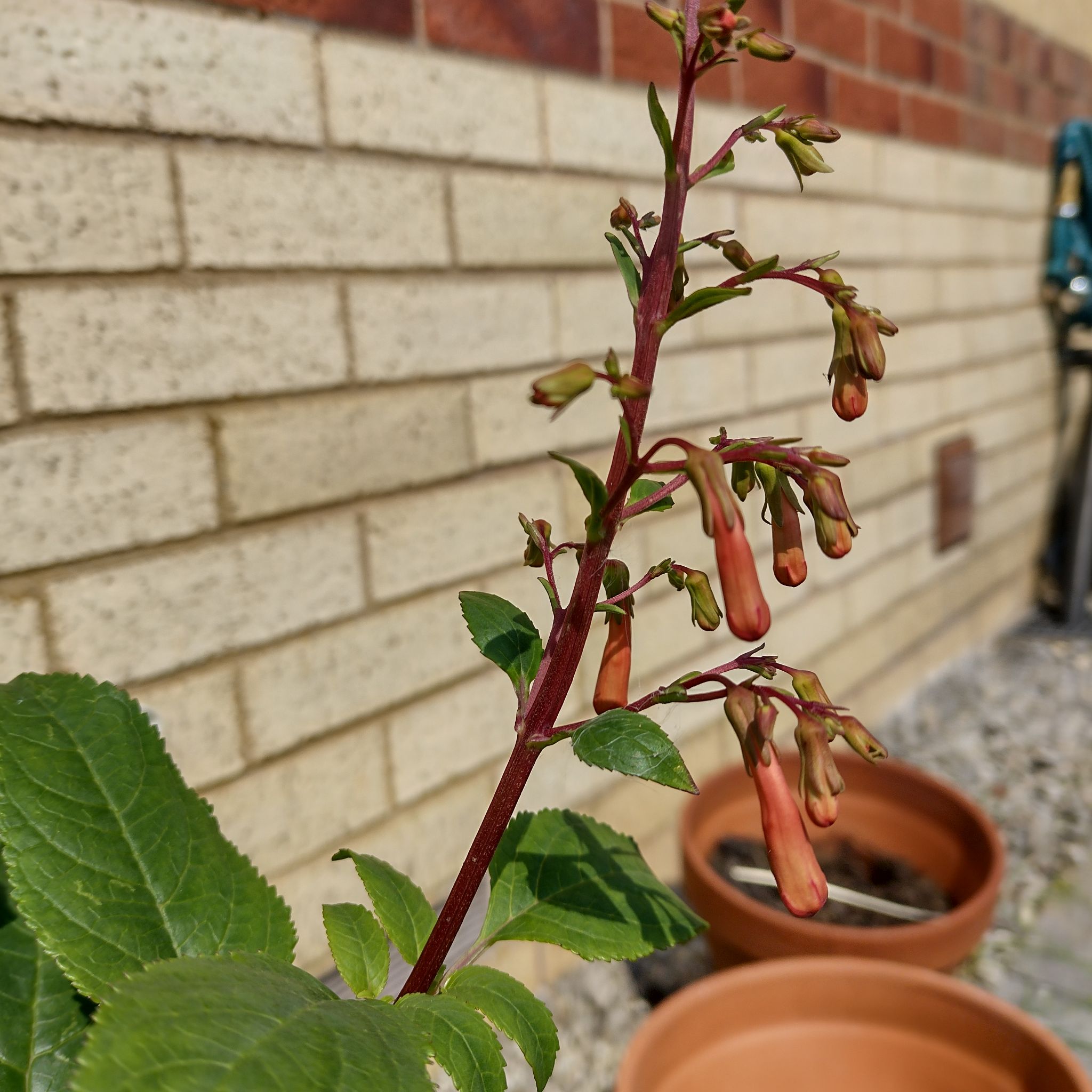 Photo of the plant species Cape Fuchsia 'Pink Trumpet' by @LeadDarkmullein named Juniper on Greg, the plant care app