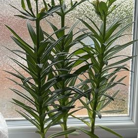 Photo of the plant species Asiatic Lily by @SeasonedPurei named Bailey on Greg, the plant care app