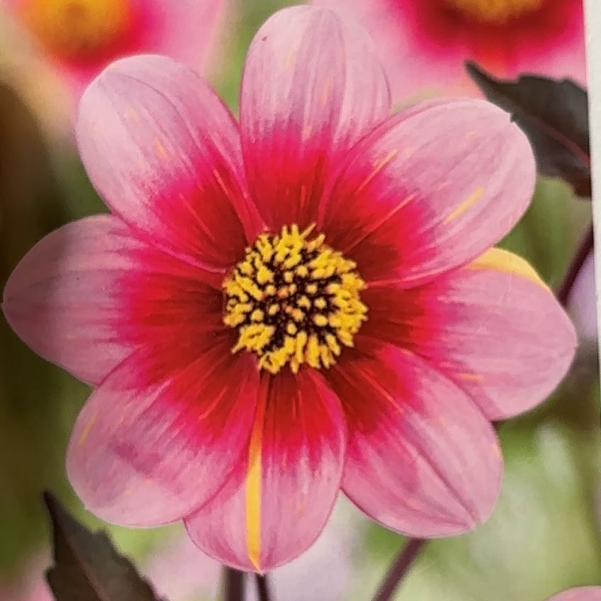 Photo of the plant species Dahlia 'Neon Flair' by @SeasonedPurei named Sage on Greg, the plant care app