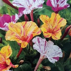 Photo of the plant species Mirabilis Jalapa by @SeasonedPurei named Pax on Greg, the plant care app