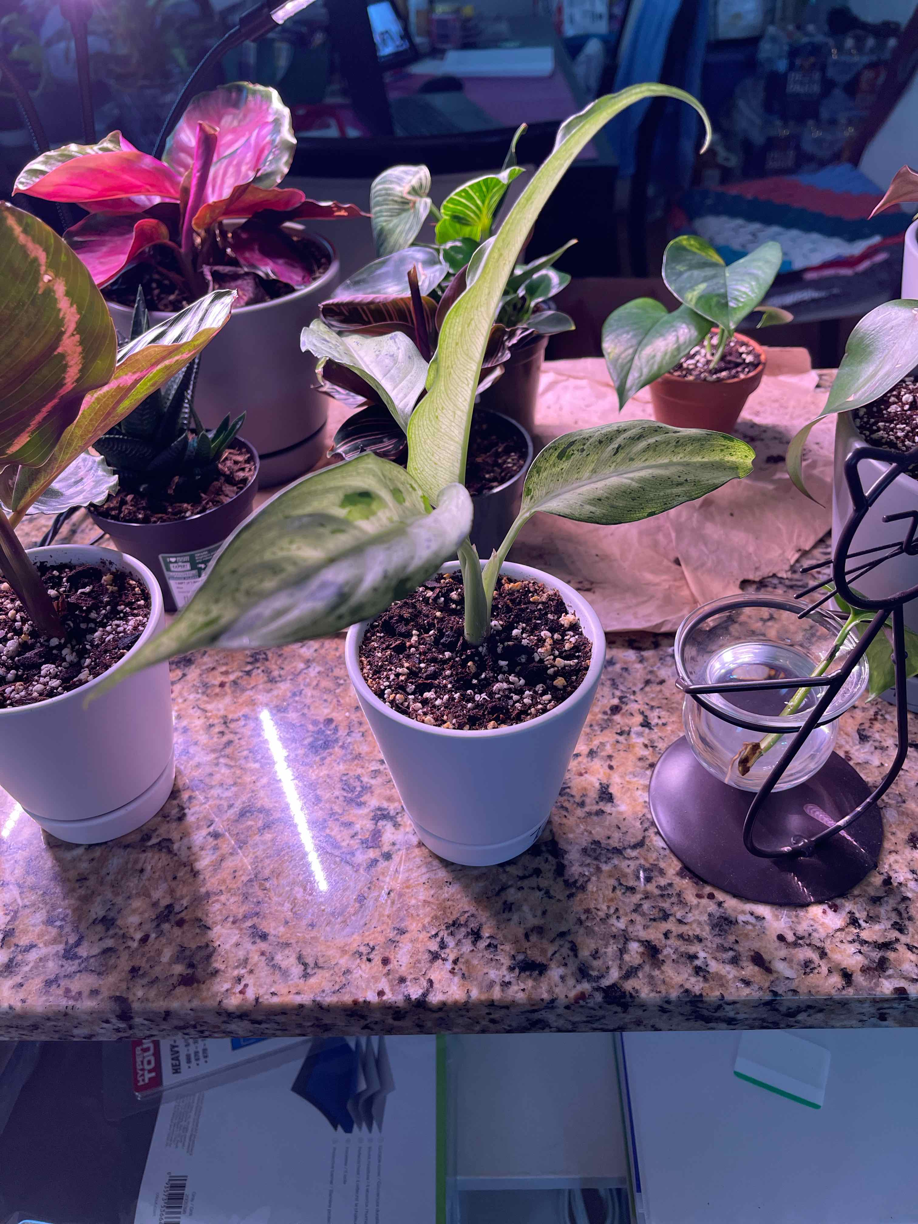 Dieffenbachia 'Camouflage' plant in a white pot on a countertop with other potted plants.