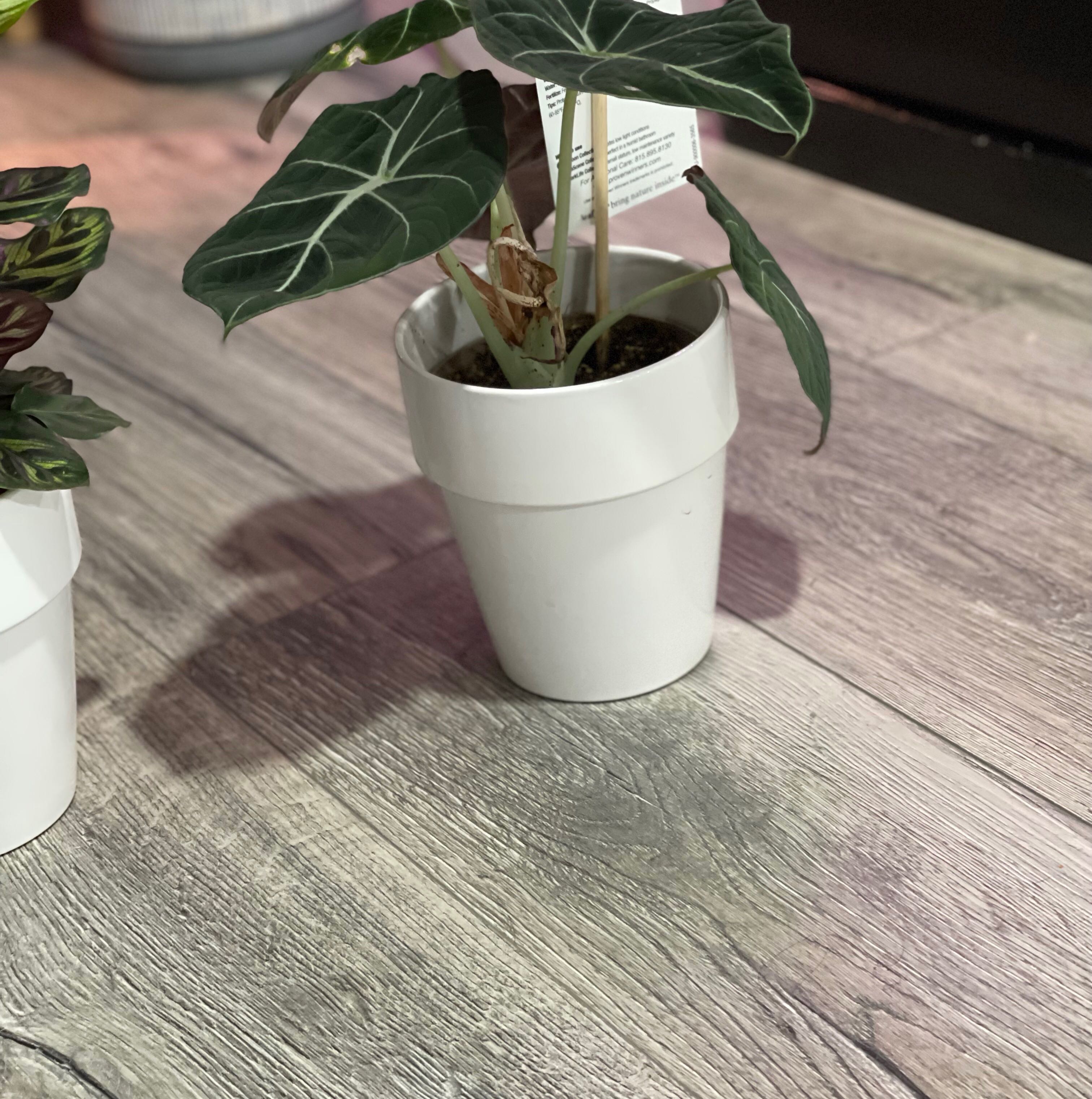 Potted Black Velvet Alocasia plant with dark green leaves and white veins.