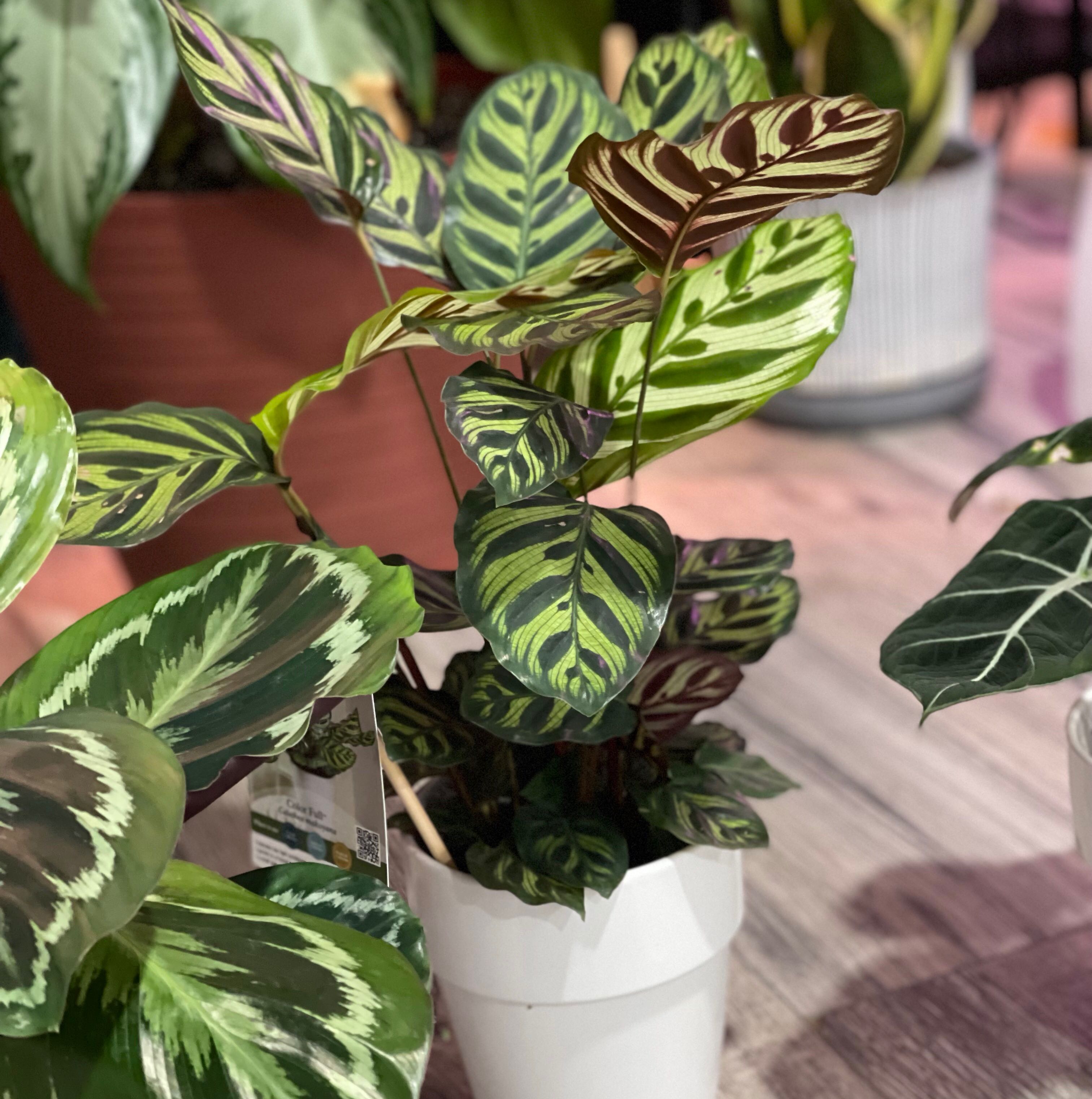 Potted Cathedral Windows plant with vibrant, patterned leaves.