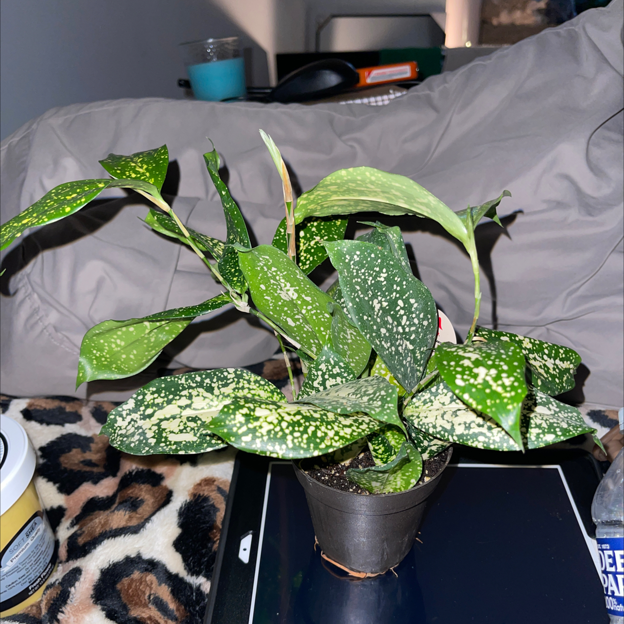 Healthy young spotted Gold Dust Dracaena plant in a gray ceramic pot, showing characteristic gold and green variegated leaves.