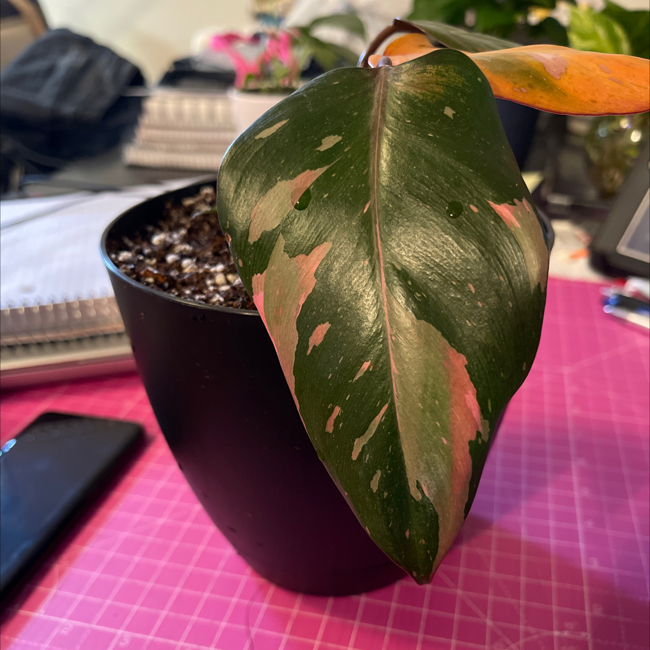 Pink Princess Philodendron in a black pot with a large variegated leaf showing some yellowing and browning.