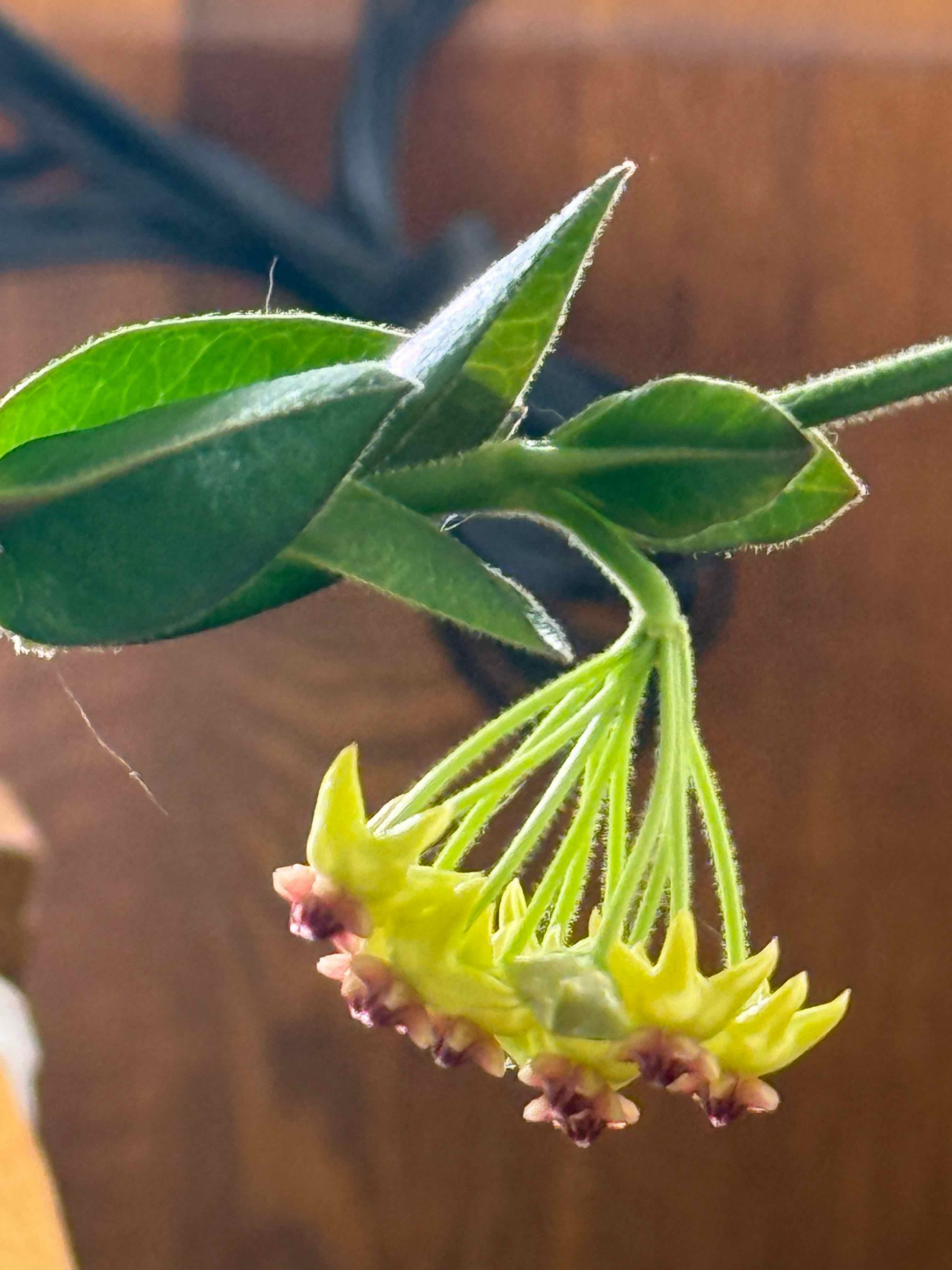 Photo of the plant species Hoya densifolia by @MaximalFern55 named Morgan Treeman on Greg, the plant care app