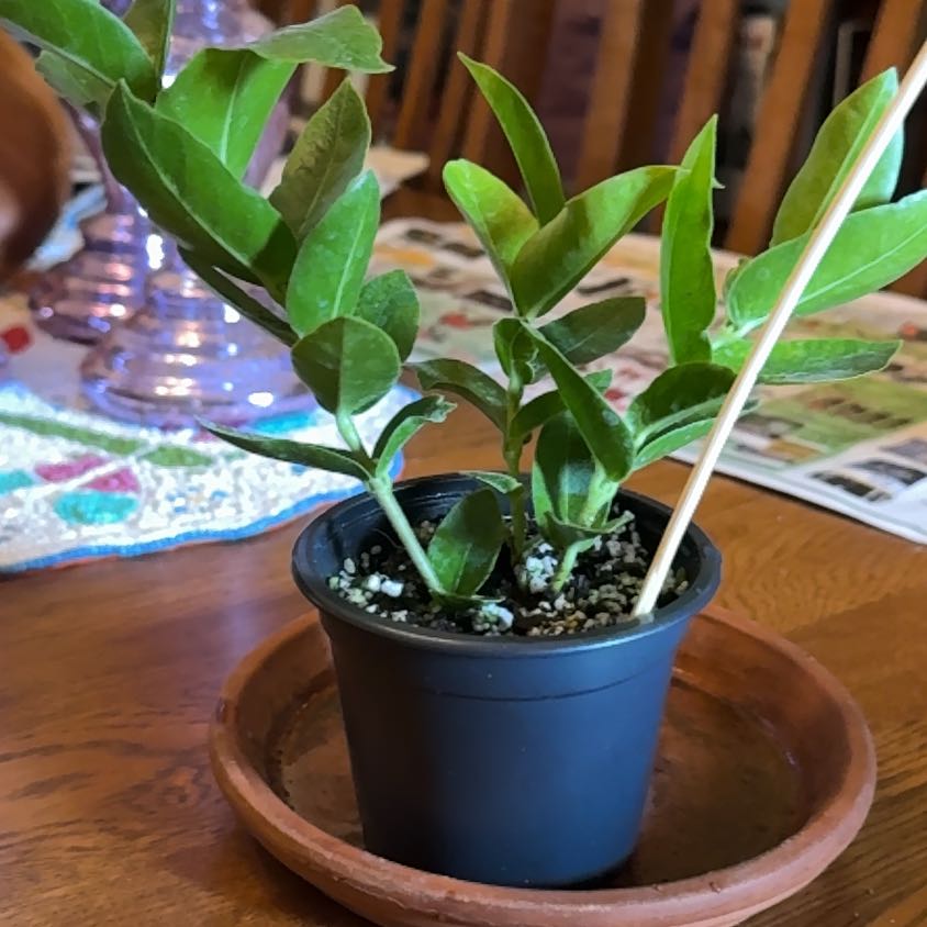 Photo of the plant species Hoya densifolia by @MaximalFern55 named Morgan Treeman on Greg, the plant care app