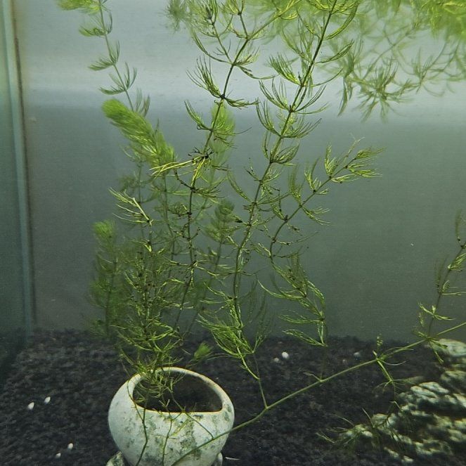 Photo of the plant species Hornwort by @SmartBiggalleta named Harmony on Greg, the plant care app