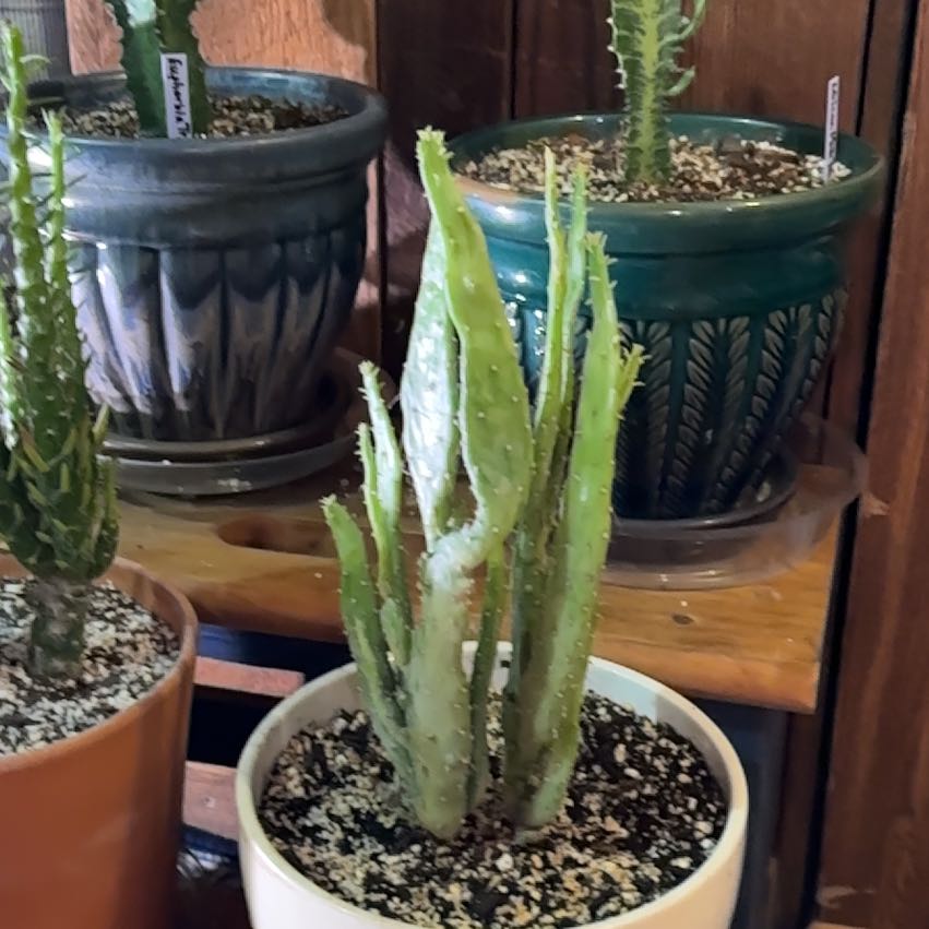 Photo of the plant species Joseph's Coat by @GoldBastardsage named Aberly on Greg, the plant care app