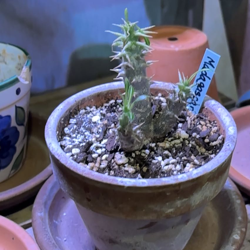 Photo of the plant species Branched Madagascar Palm by @GoldBastardsage named Mada on Greg, the plant care app