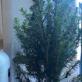 Photo of the plant species Dwarf Alberta Spruce by @DotingLukasikii named Bruce the spruce on Greg, the plant care app