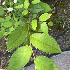 Photo of the plant species American Elm by @TycoonElkclover named Gates on Greg, the plant care app