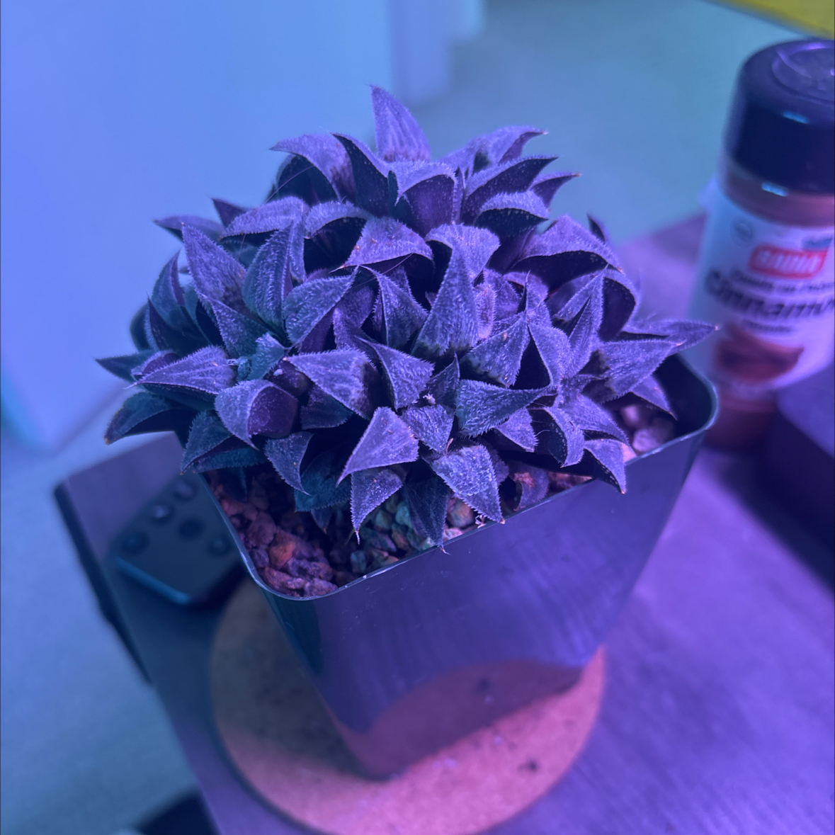 Photo of the plant species Haworthia emelyae by @VerifiedChia74 named Warthog on Greg, the plant care app