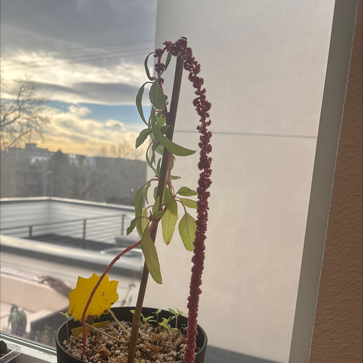Photo of the plant species Amaranth 'Coral Fountain' by @VerifiedChia74 named Denali on Greg, the plant care app