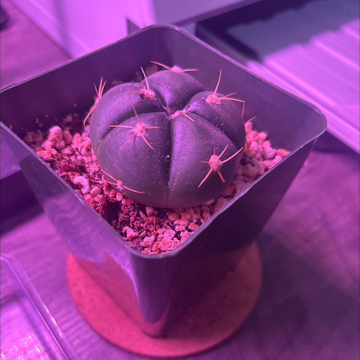 Photo of the plant species Gymnocalycium horstii 'Album' by @VerifiedChia74 named Tom on Greg, the plant care app