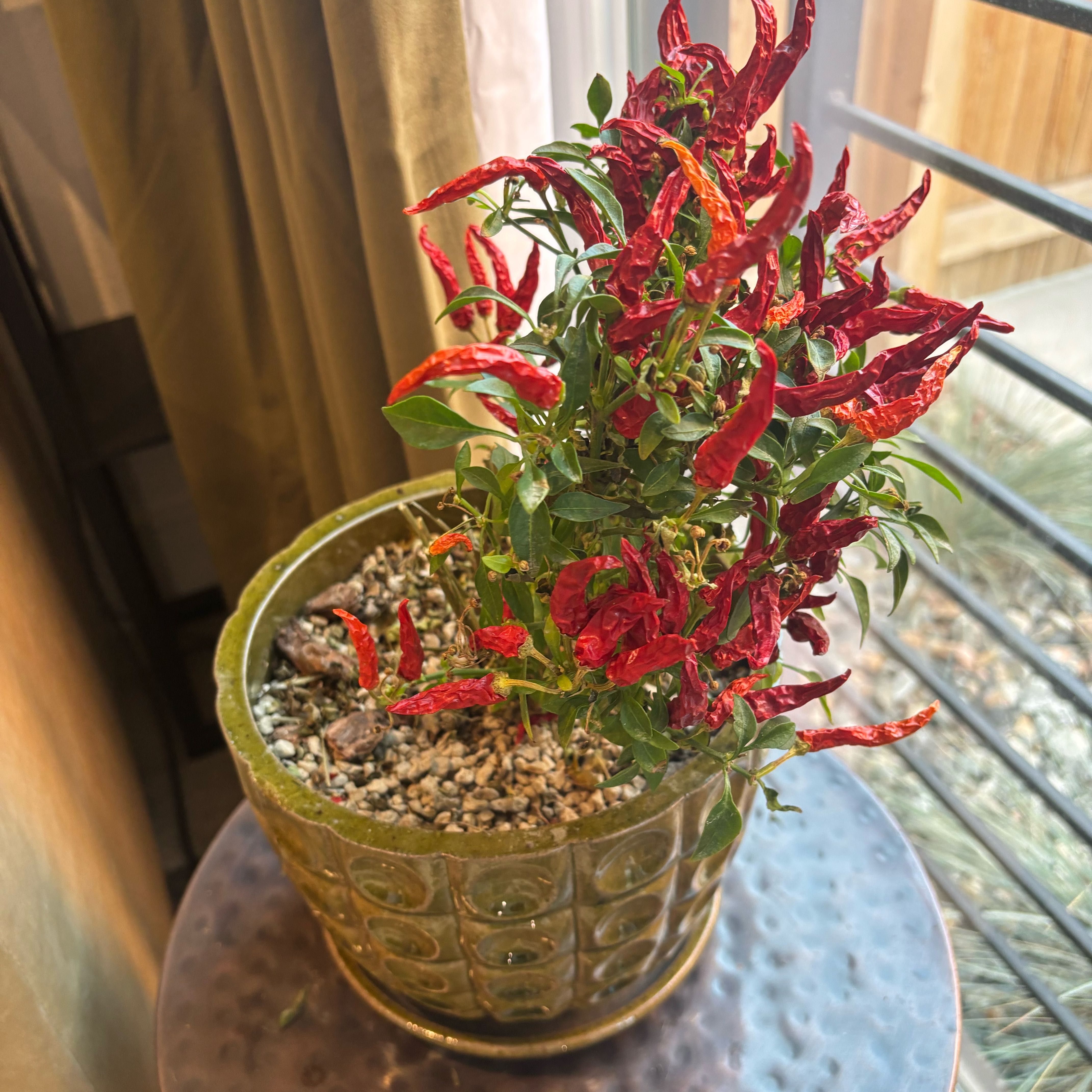 Photo of the plant species Hot Pops Yellow Ornamental Pepper by @VerifiedChia74 named Shakira on Greg, the plant care app