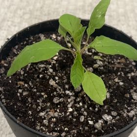 Plant care for Desert Holly on Greg, the plant care app