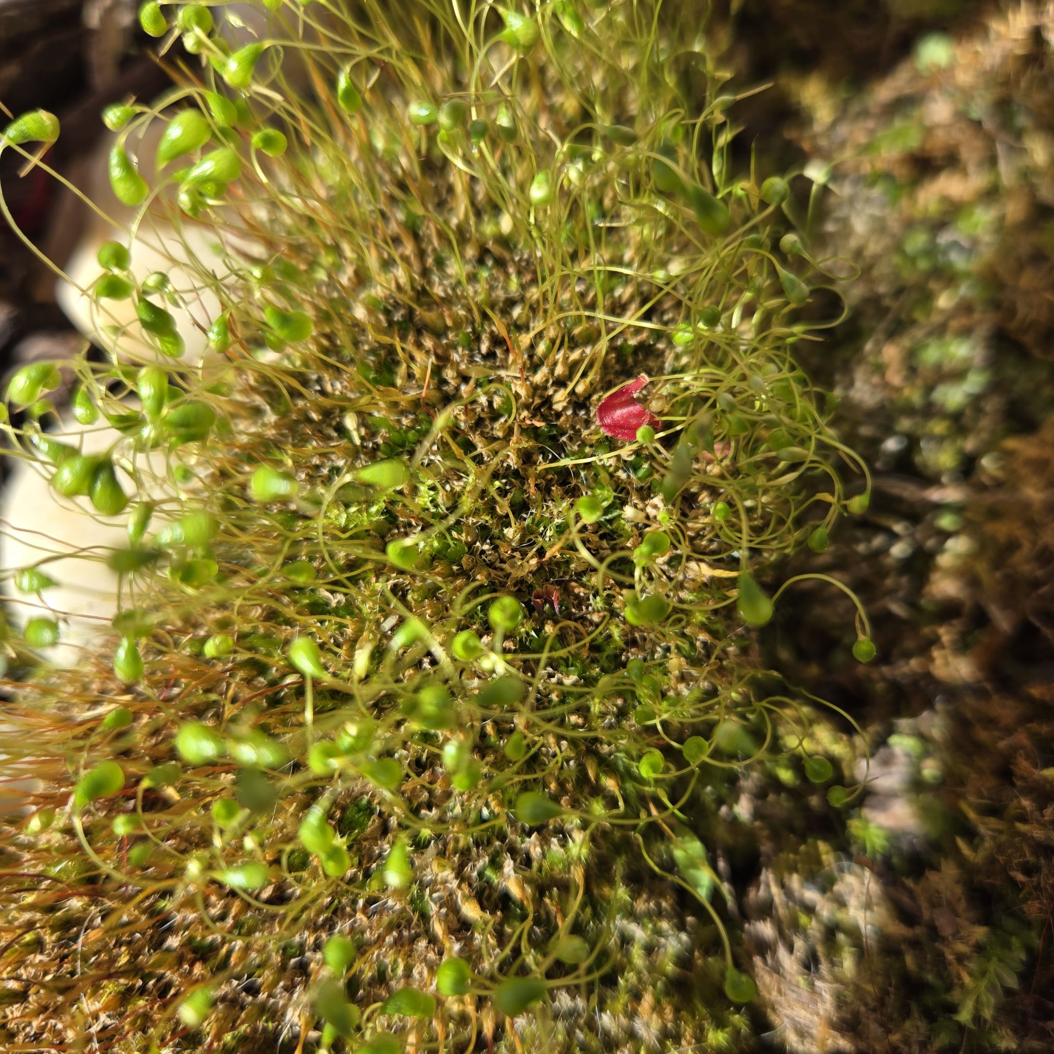 Plant care for Cord Moss on Greg, the plant care app